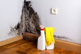 Why You Should Choose Our Mold Remediation Services in Basile, LA